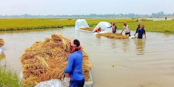 চলনবিলে অকাল বন্যা, পানির ভেতর ধান কাটতে হিমশিম খাচ্ছেন কৃষক